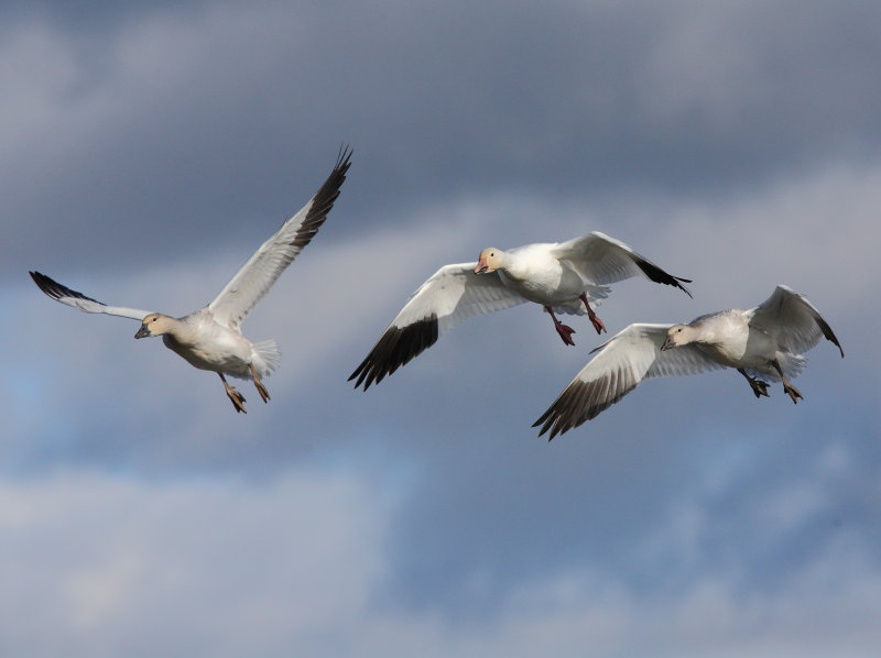 Oie des neiges (Snow Goose)
