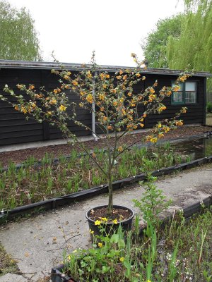 fremontodendron b.jpg