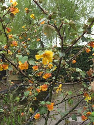 fremontodendron.jpg