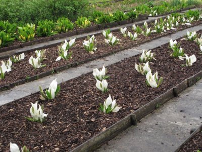 Lysichiton Camtschatcensis b.jpg