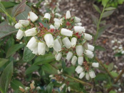 Blueberry flowers 2.jpg