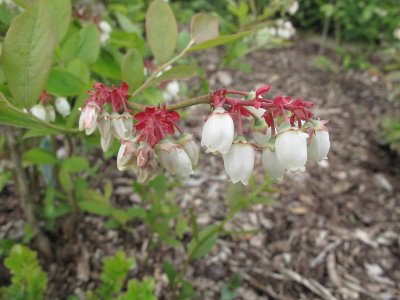 Blueberry flowers 3.jpg