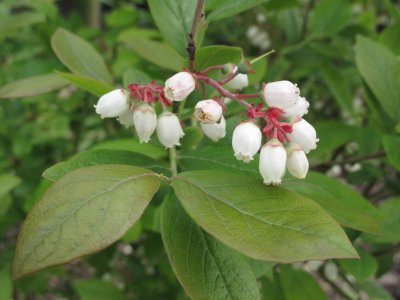 Blueberry flowers.jpg