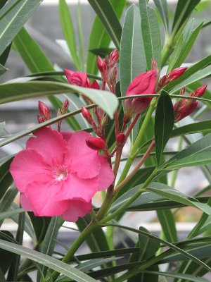 Oleander.jpg