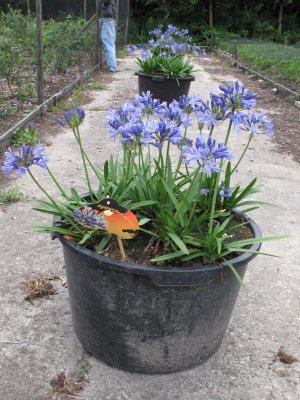 Agapanthus Africanus Charlotte.jpg