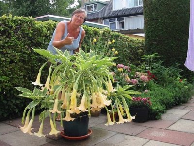 Annie with her Brugmansia.bmp