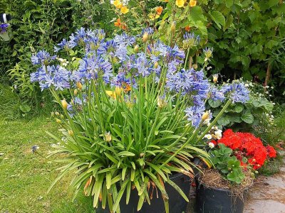 Sabine's Agapanthus