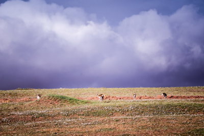DSC_2053.jpg