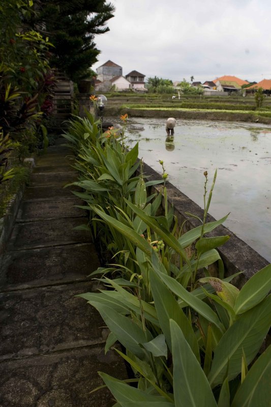 our footpath.jpg