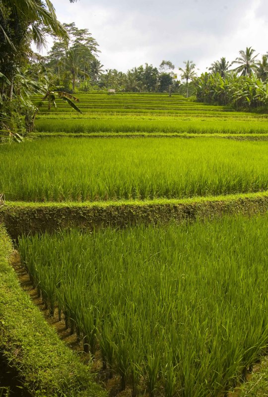 rice terraces up close.jpg