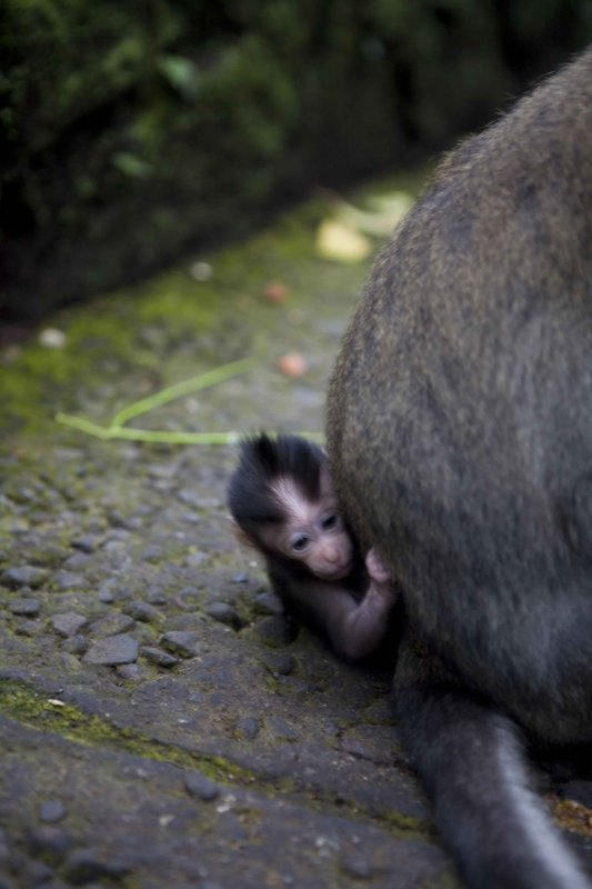 Tiny Monkey .jpg