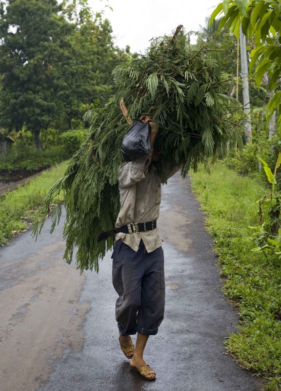 y farmer Brown.jpg