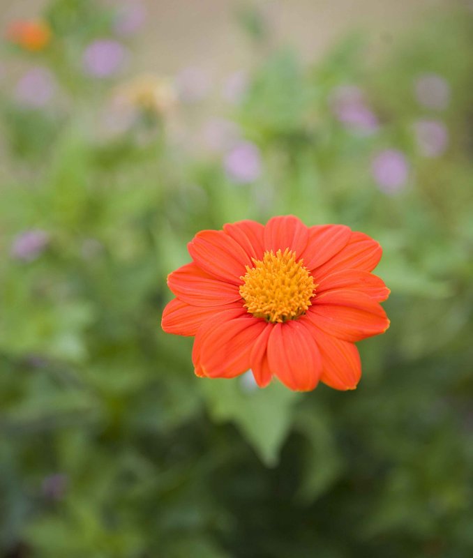 Bali flowers