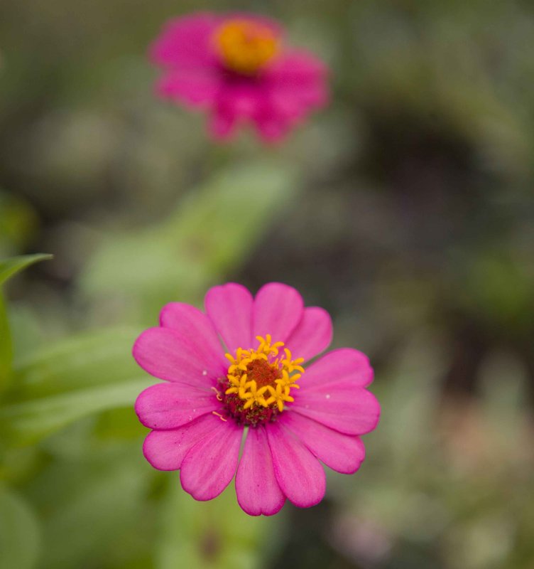y flower 3.jpg