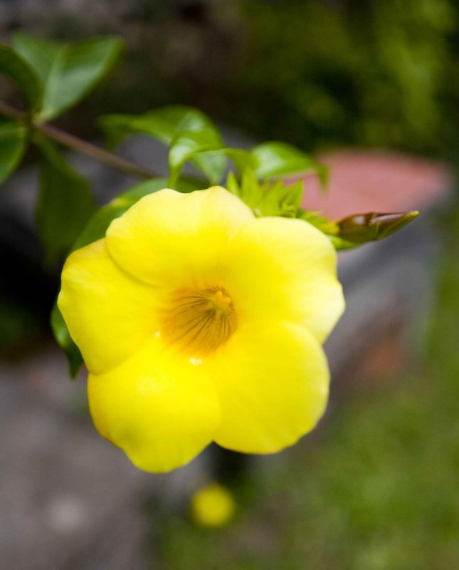 Bali flowers