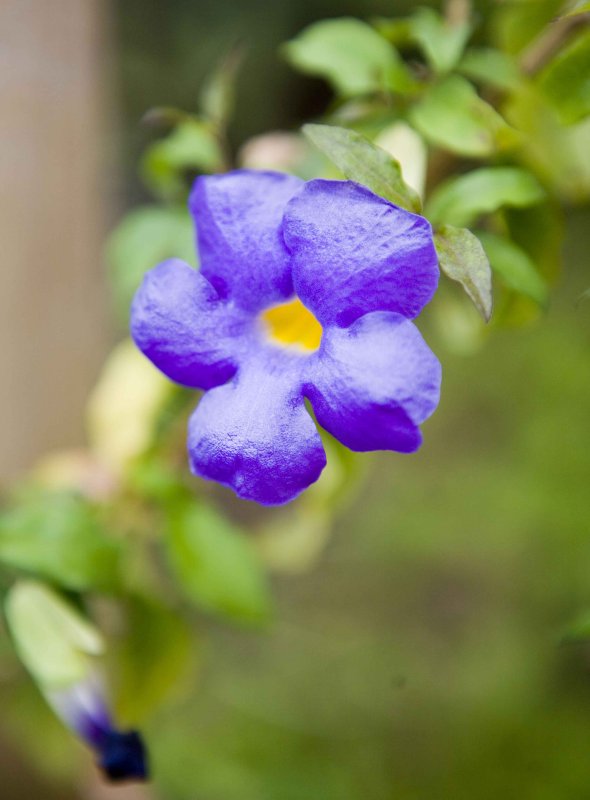 Flower in Lovina, Bali