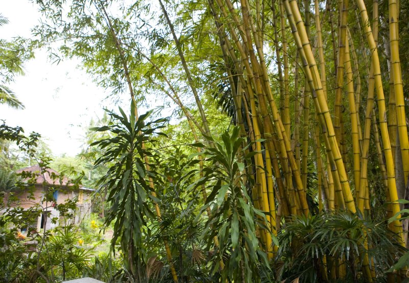 Golden Bali Bamboo