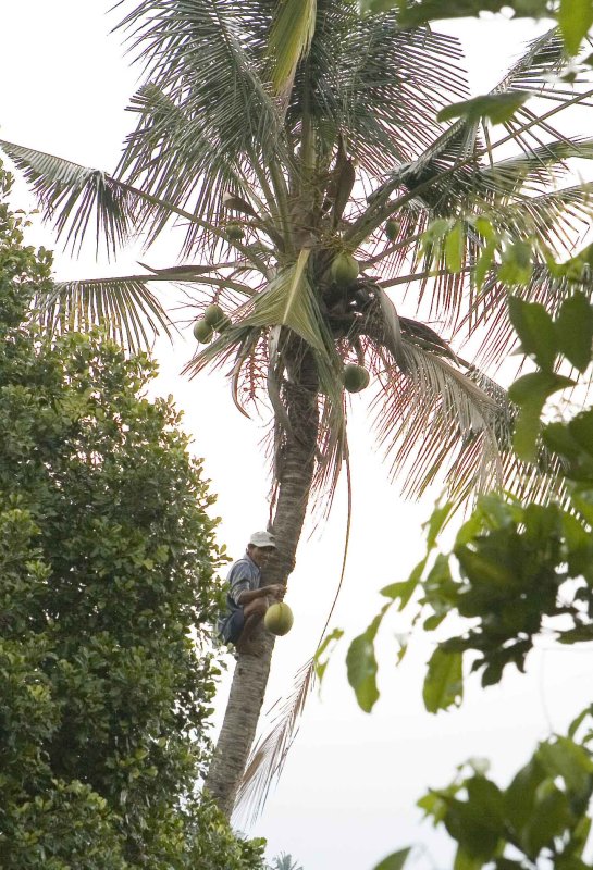 y our guide climbin for coconuts.jpg