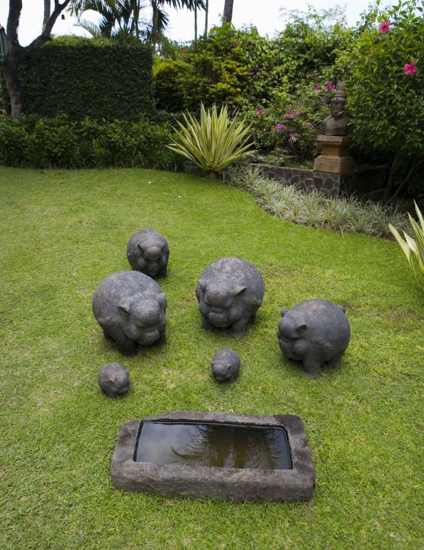 y pigs in the yard.jpg