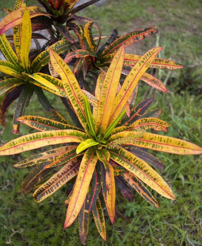 y plant 1.jpg