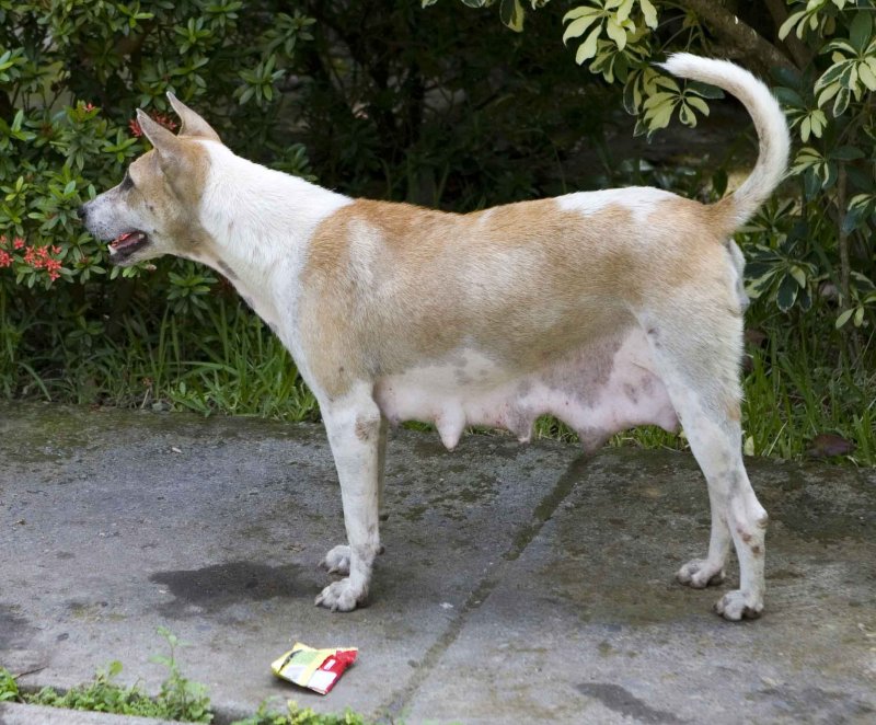 y street dog.jpg