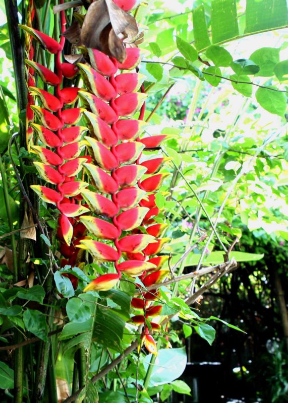 z hanging flowers .jpg