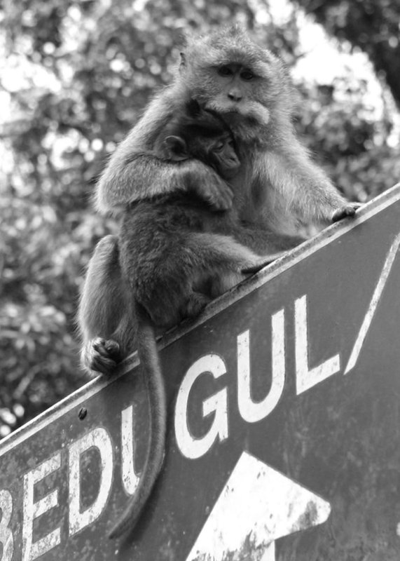 Monkeys Everywhere