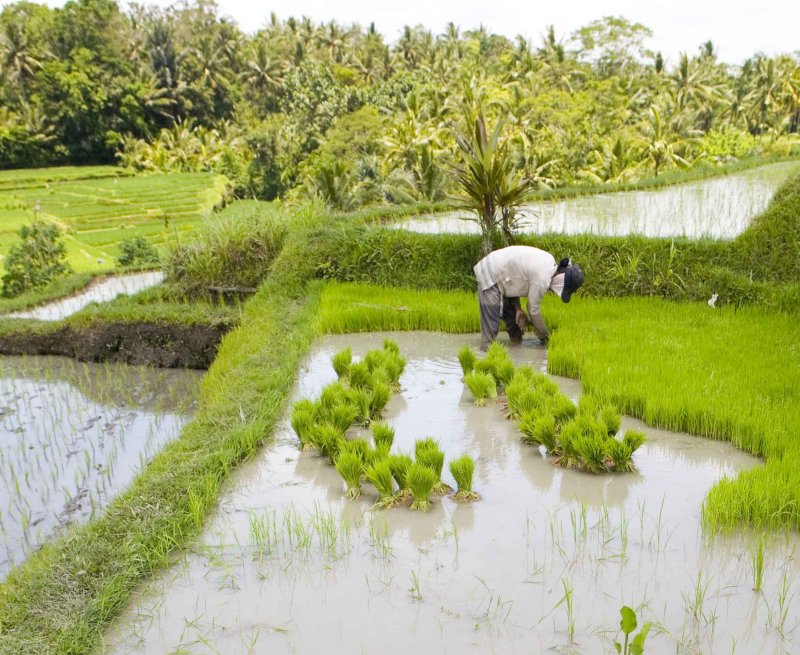 Rice Planting