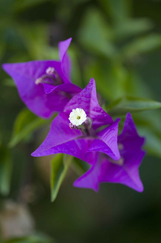 Flowers - Purple Tiff.jpg