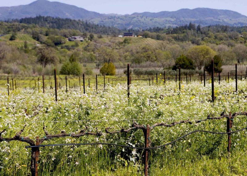 Springtime in the vineyards1r.jpg