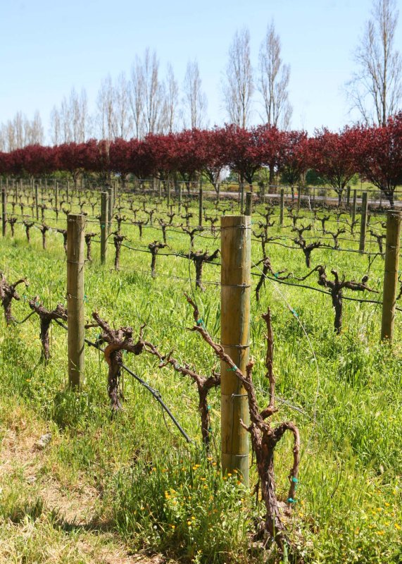 The Vineyard Vines r.jpg