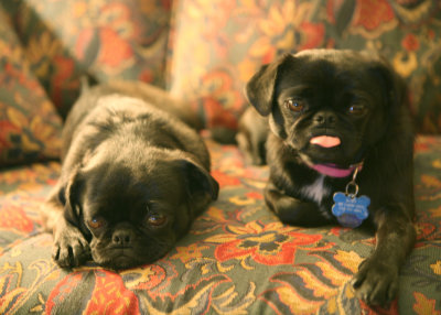 our_pugs