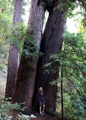 Majestic Redwoods.jpg