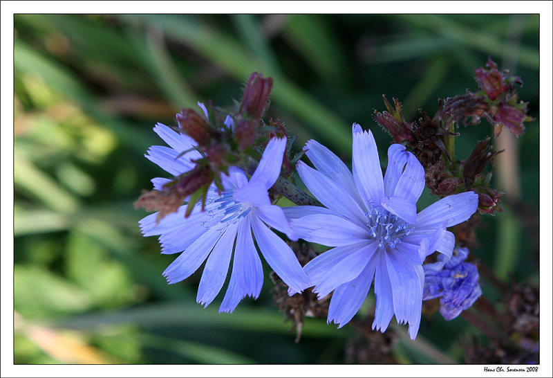 Vild flora