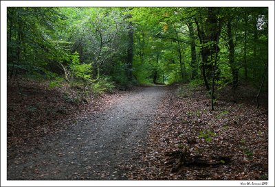 Forest path