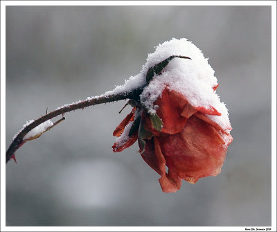 Rose with snow