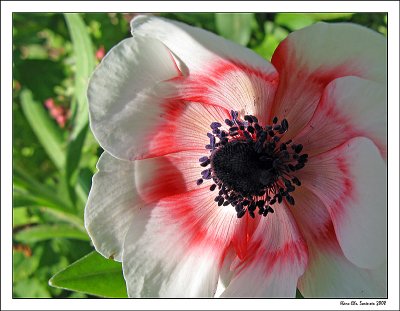 Anemone coronaria