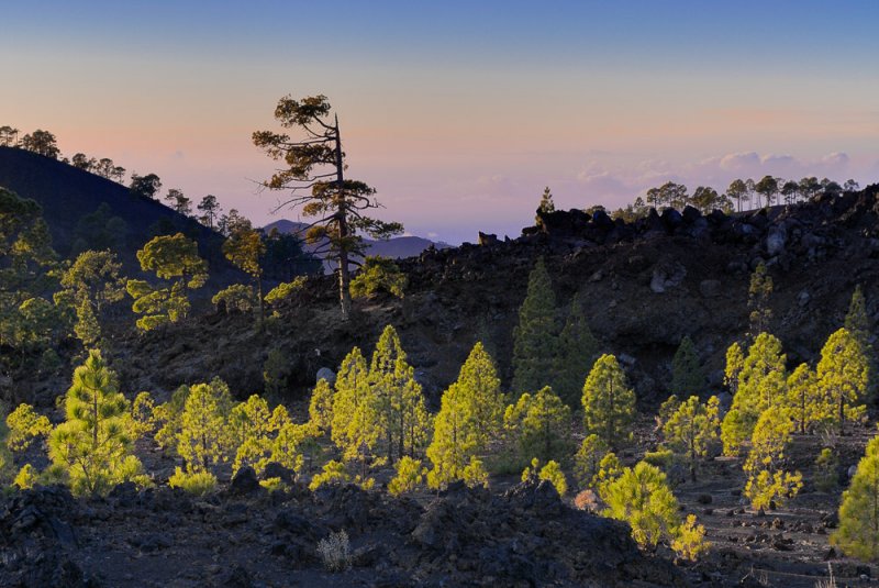 Last Light at Teide Pine Forest