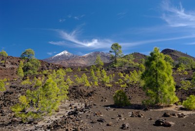 View of Teide from the Upper Pine Forest