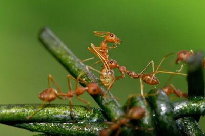 ants.jpg