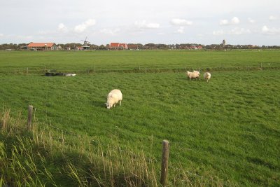 Hollum polder