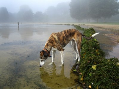 Drinking in the fog