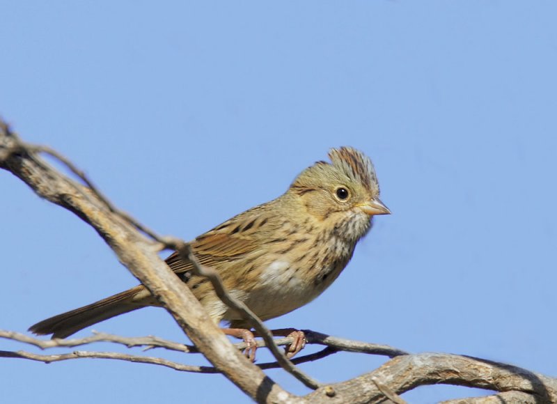 Lincolns Sparrow