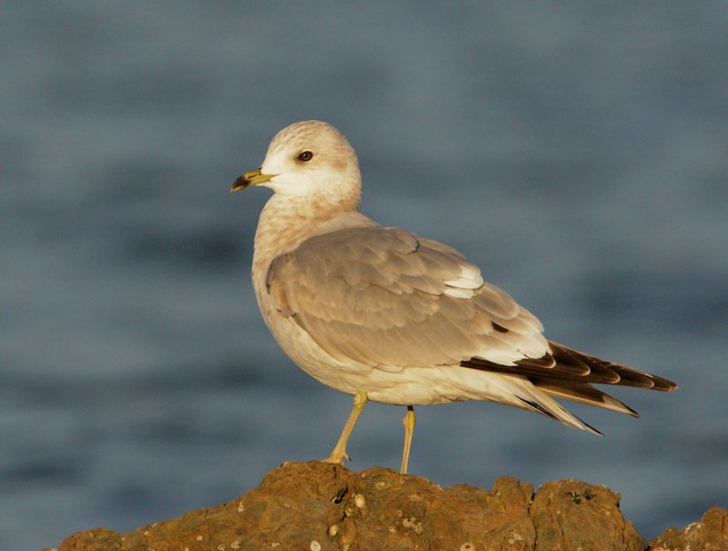 Mew Gull, second winter