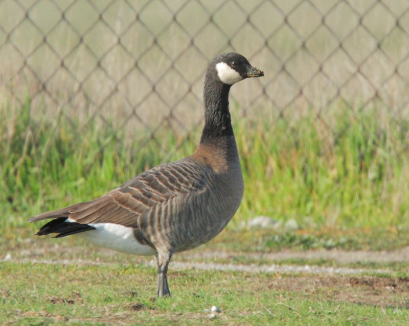 Cackling Goose, minima