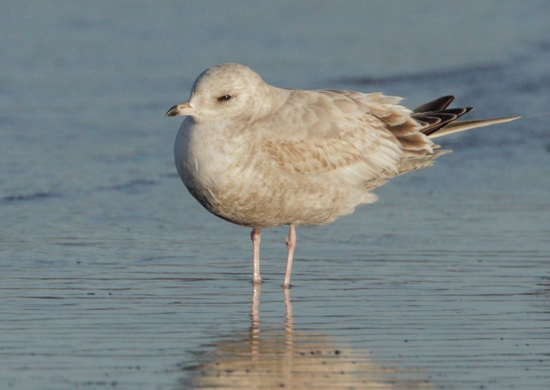 Mew Gull, first winter