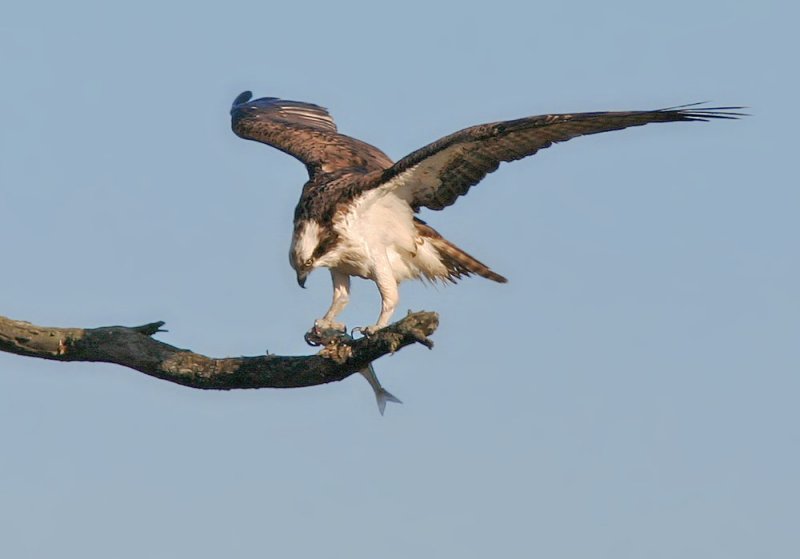 Osprey with fish