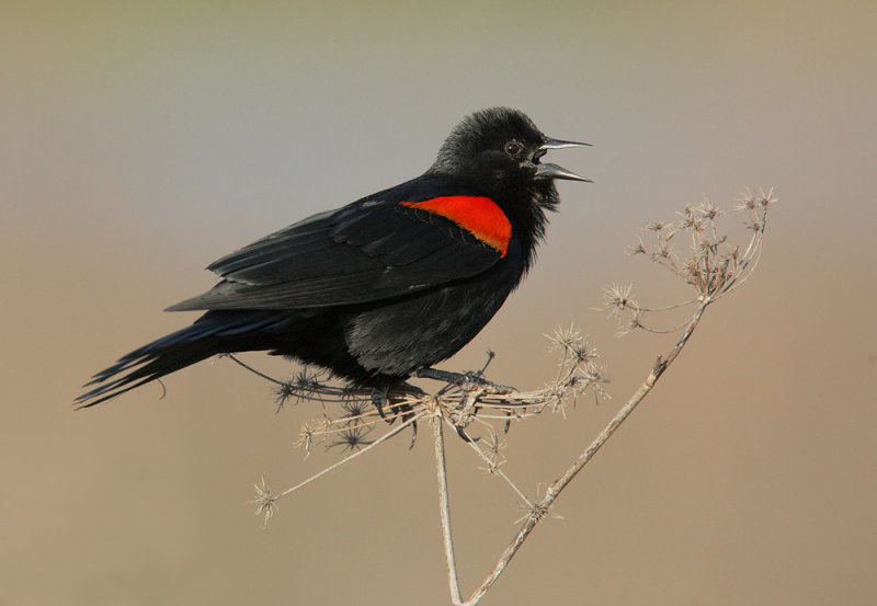 Red-winged Blackbird, bicolored male