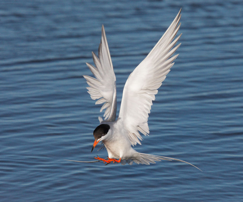 Forsters Tern, landing