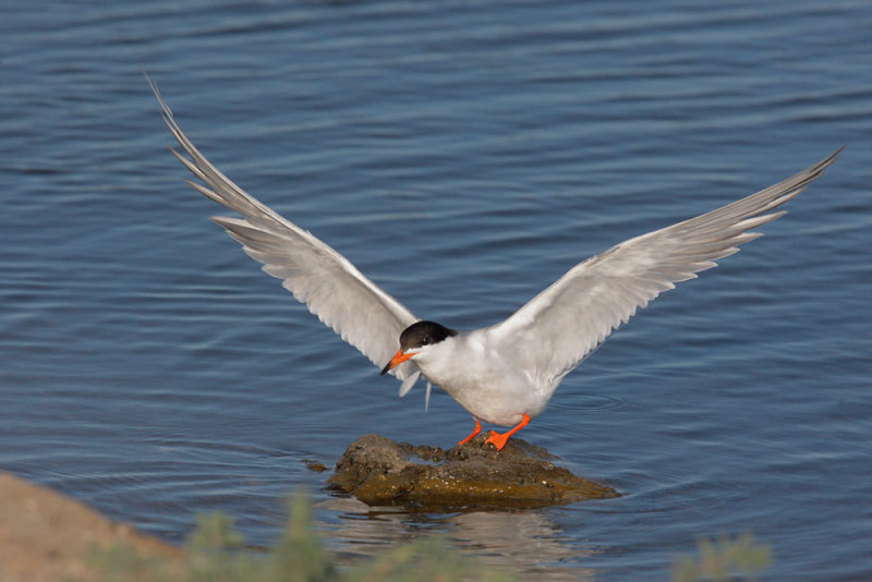 Forsters Tern, landing